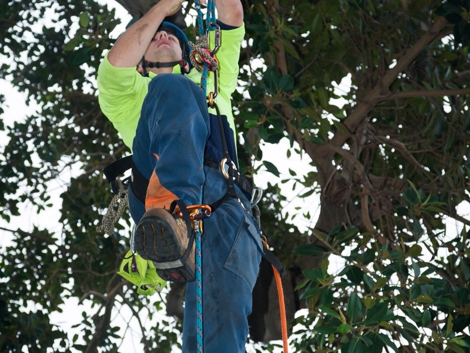 Qualified arborist working in a mature tree during a risk assessment in Staffordshire